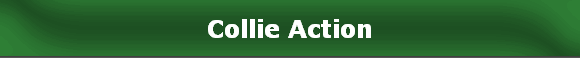 Collie Action