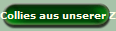 Collies aus unserer Zucht