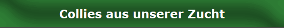 Collies aus unserer Zucht