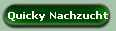 Quicky Nachzucht